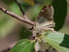 Caprona pillaana