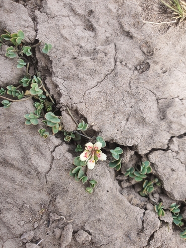 Tropaeolum patagonicum