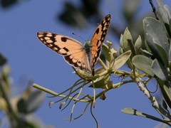 Colotis calais calais