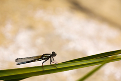 Platycypha fitzsimonsi