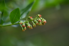 Myrtle-leaved coriaria (Coriaria myrtifolia)