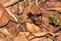 Teleogryllus derelictus
