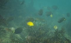 Acanthurus dussumieri
