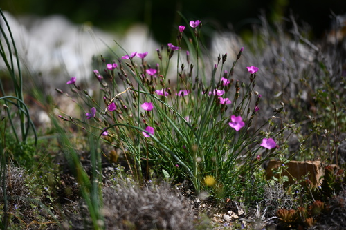 Dianthus pungens (Dianthus pungens)