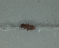 Insecta