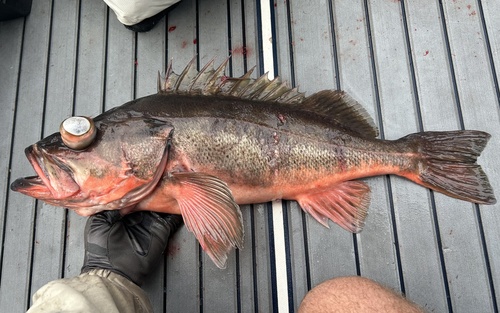 Silvergray rockfish (Sebastes brevispinis) — Sebastidae