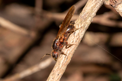 Myrmotarsus