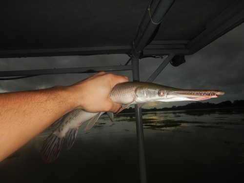 Tropical gar (Atractosteus tropicus) — Lepisosteidae