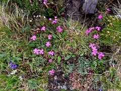 Dianthus glacialis