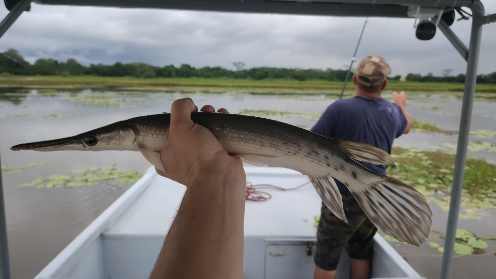 Tropical Gar