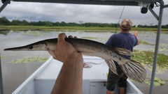 Tropical Gar photo 1