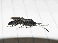 Cratichneumon unifasciatorius