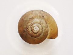Mesomphix perlaevis