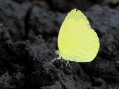 Eurema hecabe solifera