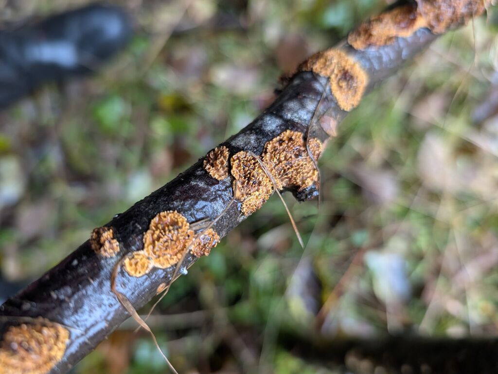 Hydnoporia olivacea · December 2025 · photo: © michaelshan (iNaturalist, cc-by-nc)