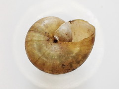 Mesomphix perlaevis