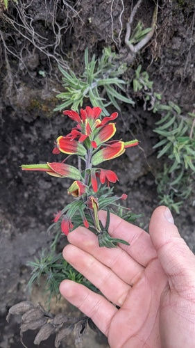 Castilleja pectinata (Castilleja pectinata)