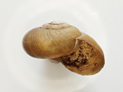 Mesomphix perlaevis
