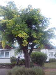 Gleditsia triacanthos inermis