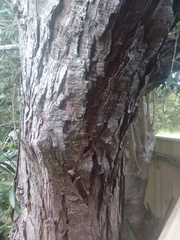 Gleditsia triacanthos inermis