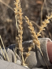 (c) Daniel McNair, some rights reserved (CC BY) Hilaria mutica, photograph (c) Daniel McNair, some rights reserved (CC BY)
