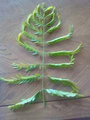 Gleditsia triacanthos inermis