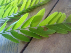 Gleditsia triacanthos inermis