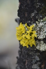 Vulpicida canadensis