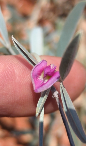 Tephrosia rosea observed 2025-10-20