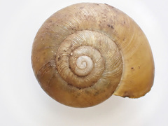 Mesomphix perlaevis