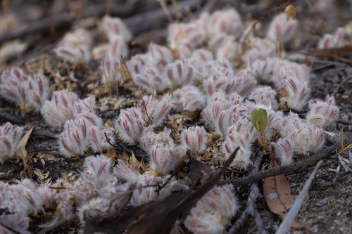 Ptilotus declinatus, 2025-12-11
