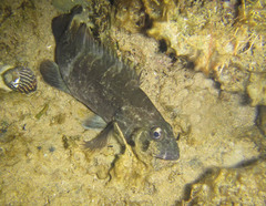 Epinephelus daemelii