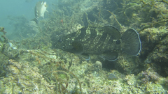 Epinephelus daemelii