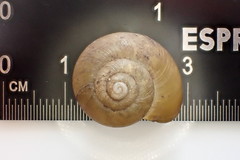 Mesomphix perlaevis