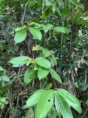 Tetracera indica