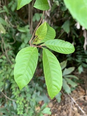 Tetracera indica