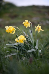Narcissus abscissus (Narcissus abscissus)