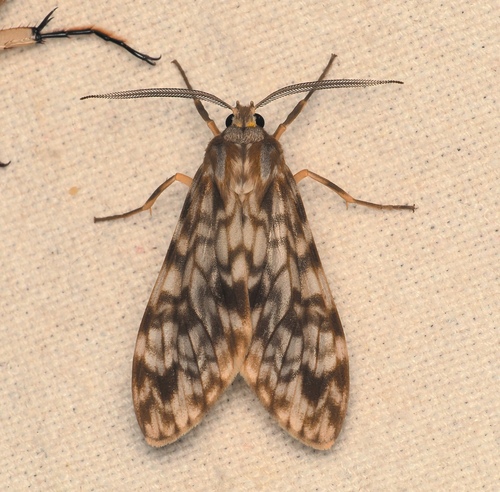Eucereon testaceum