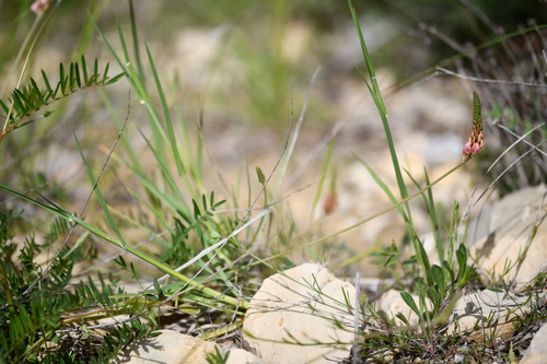 Sanfoin (Onobrychis supina)