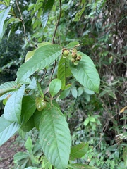 Tetracera indica