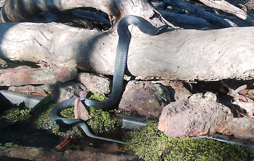 Red-bellied Black Snake sighting