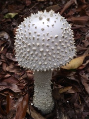 Amanita pyramidifera