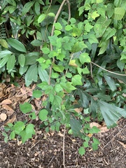 Gmelina philippensis