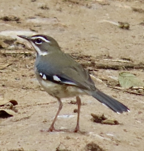 Forest Scrub Robin (Tychaedon leucosticta), photo 2