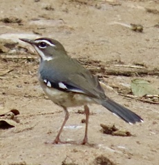 Forest Scrub-Robin