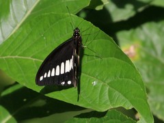 Papilio echerioides leucospilus