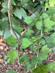 Gmelina philippensis