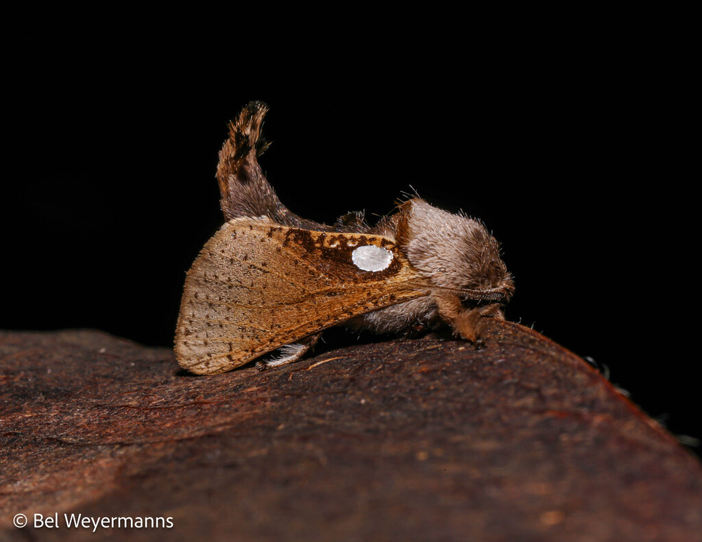 Givira aregentipuncta
