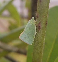 Colgaroides acuminata