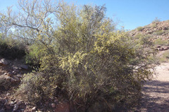 Forestiera phillyreoides